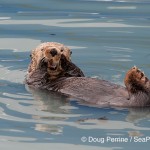 sea otter