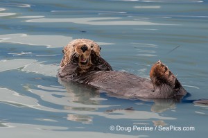 sea otter