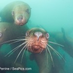 Steller sea lion