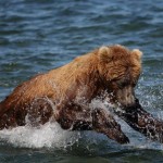 Bob-le-grizzly