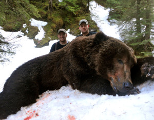 alaska brown bear hunts