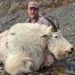 Mountain_Goat_1