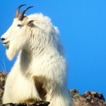 Mountain_Goat_13