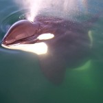 orca 1